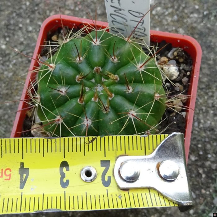 Notocactus ottonis vencluianus 25velikost.jpg